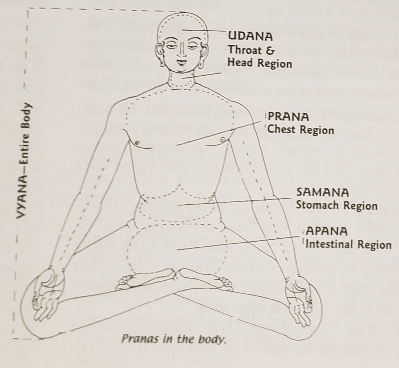 vyanas-pranas-of-body